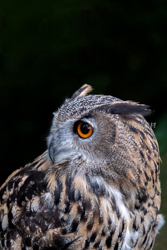 欧亚鹰鸮(Bubo Bubo)近照